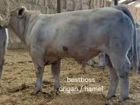 ثور, Charolais cattle — الصورة 6
