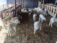 Oveja, Awassi sheep — foto 2