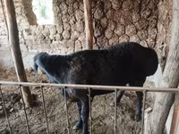 मेढ़ा, Red Karaman sheep — फ़ोटो 4