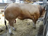 Бух, Partenaise cattle — 3 зураг