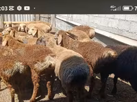 كبش, Kazakh fat-tailed coarsewool sheep — الصورة 2