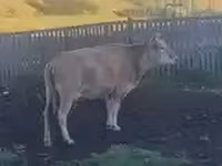 Vaca, Ganado vacuno — foto 2