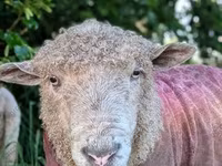 मेढ़ा, Precoce sheep — फ़ोटो 7