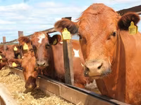 Kuh, Swiss cattle — Foto 7