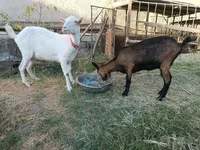 Cabra, Saanen goat — foto 1