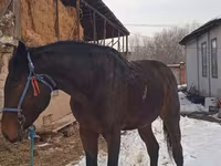 घोड़ा, Arabian horse — फ़ोटो 1
