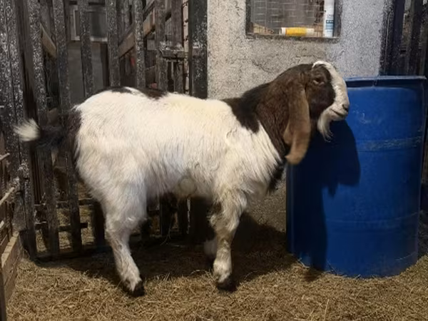 Cabro, Kamori goats — Rusia