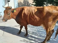 Үнээ, Red Estonian cattle — 1 зураг