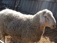 Ram, Assaf sheep — photo 2