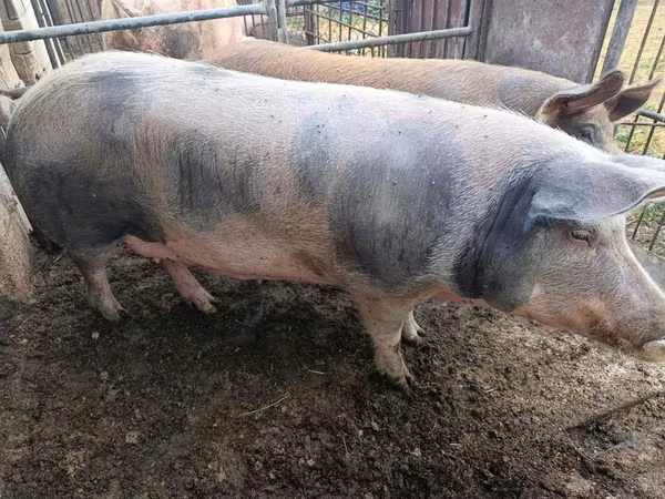 Sow, Pigs