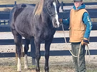 Hengst, Rocky Mountain Horse — Foto 8