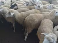 Oveja, Ovejas — foto 1