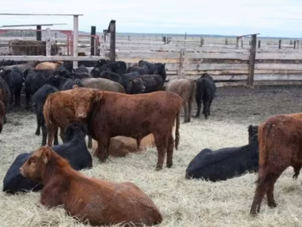 Cow, Cattle