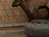 Cabro, Cabras — foto 3