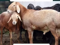 كبش, Arashan sheep — الصورة 4