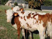 Vaca, Montbéliarde — foto 4