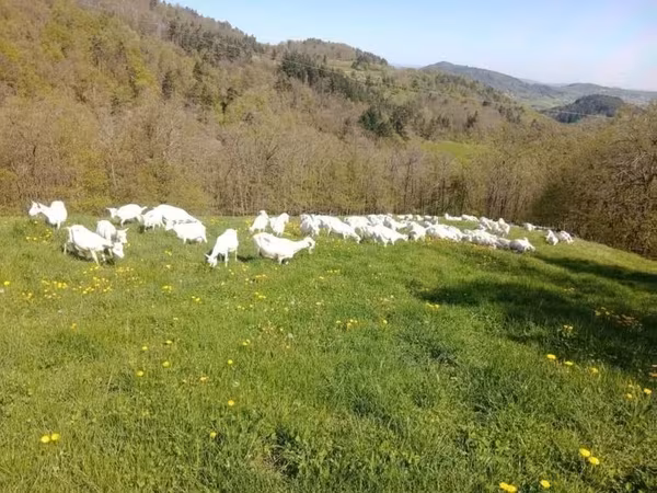 Goat, Saanen goat