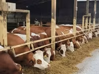 Cow, Simmental cattle — photo 2