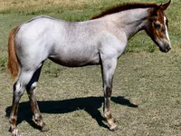 घोड़ी, Quarter Horse — फ़ोटो 1