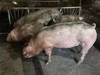 Porci de casa — 1 зураг