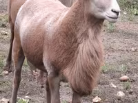 Carnero, Katum sheep — foto 6