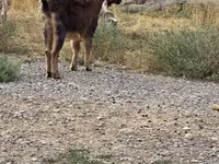 Cabro, Cabras — foto 1