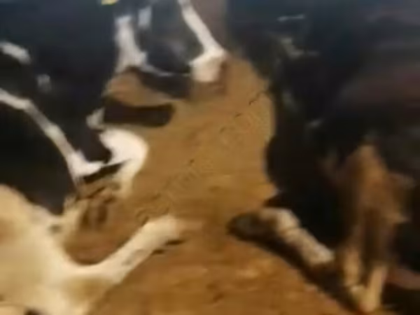 Vaca, Swiss cattle — Rusia
