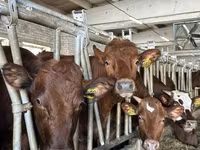 公牛, Cattle — 照片 2