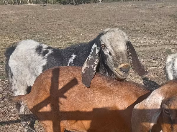 Cabro, Nubian Goat