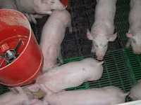 Eber, Schweine — Foto 7