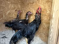 Chickens — الصورة 3
