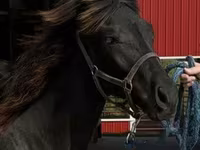 公马, Rocky Mountain Horse — 照片 8