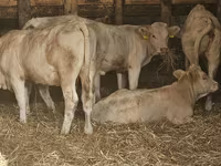 母牛, Charolais cattle — 照片 1