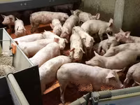 Säue, Schweine — Foto 6
