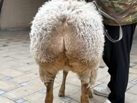 نعجة, Awassi sheep — الصورة 5