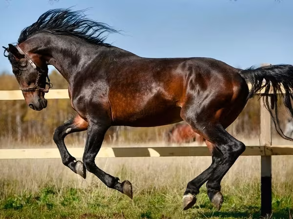 فرس, Horse breed