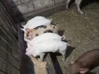 नर सूअर, सूअर — फ़ोटो 1