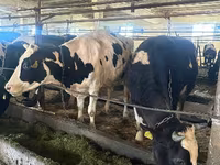Cow, Holstein breed — photo 2