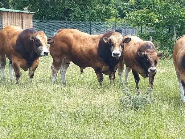 Бух, Partenaise cattle