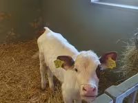 गाय, Simmental cattle — फ़ोटो 2