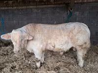 सांड, Charolais cattle — फ़ोटो 3