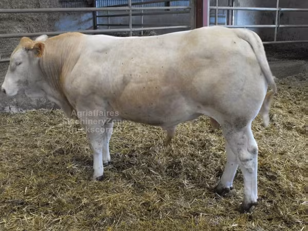 Bulle, Blonde d’Aquitane cattle