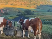 Toro, Ganado vacuno — foto 2
