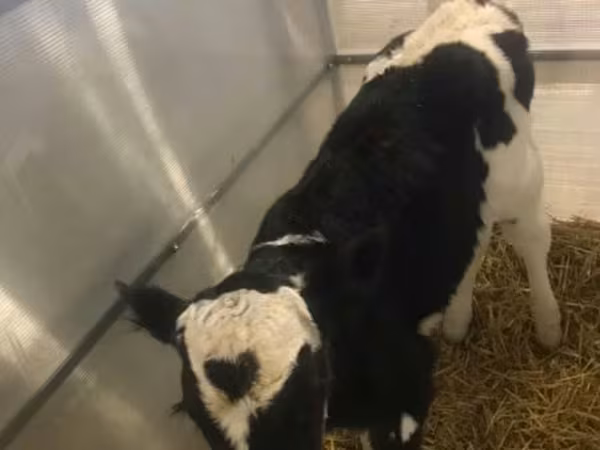 Bulle, Holstein-Rasse