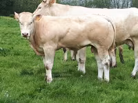 ثور, Blonde d’Aquitane cattle — الصورة 5