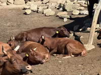 Vaca, Latvian Blue cattle — foto 1
