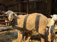 كبش, Edilbay sheep — الصورة 4