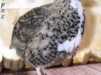 Английн цагаан — 1 зураг