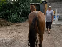 घोड़ी, Canadian horse breed — फ़ोटो 3