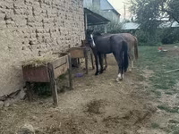 Horse (M), Friesian sport horse — photo 2